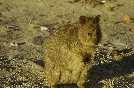 AUSTRALIA quokka di Rottnest Island