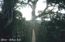 AFRICA foresta e ponti sospesi nel Kakum N.P. Ghana