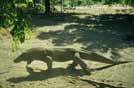 INDONESIA drago di Komodo Nusa Tenggara