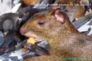 Brasile, specie di Aguto