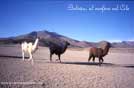 Bolivia, al confine col Cile