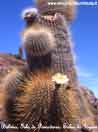 Bolivia, Isla de Pescadores, Salar de Uyuni