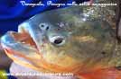 Venezuela, pesce piragna nella selva amazzonica