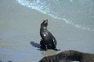 NEW ZELAND foca in spiaggia