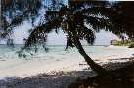 Tropici...