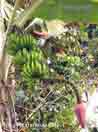 Venezuela, banano in fiore, nella selva