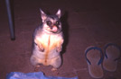 Australia, opossum nella notte, Magnetic Island, Queensland