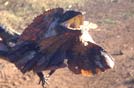 Austrlia, frilled lizard nel bush