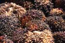 Honduras, frutti della palma da olio