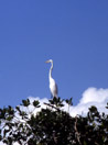 Guatemala, fauna sul Rio Dulce