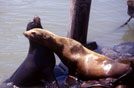 USA, leoni marini al 'Pier 39', San Francisco