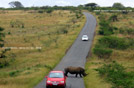 SUDAFRICA, nell'Imfolozi NP
