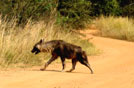 Iena nel Pilanesberg NP, Sudafrica