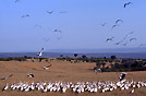 Kenya. Nakuru National Park