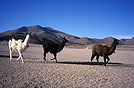 Bolivia