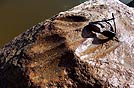 Selva  del bacino dell'Orinoco: orma animale prestorico