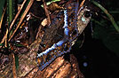 farfalla, in Amazzonia, Sudamerica