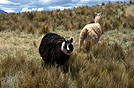 Lamas, altoplano andino