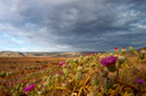 Fioritura in Namaqualand, Sudafrica