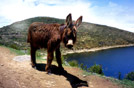 asinello sul lago Titicaca, Per