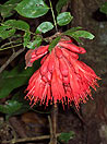 fiore nella selva venezuelana