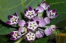 nella selva venezuelana