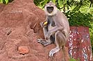 macaco a sri lanka