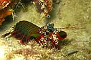 nei mari di Sulawesi, Indonesia