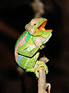 in Sudafrica
