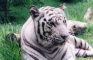 Tigre albina