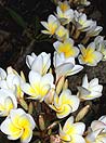 fiore di vaniglia, Tailandia