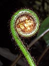 nella giungla del Borneo