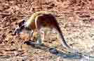 Australia 'classico'...