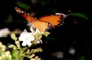 malesian Butterfly