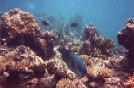 Australia_great Barrier Reef