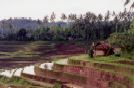 Indonesia_risaie nella stagione delle piogge