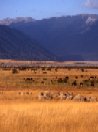 Nuova Zelanda_panorama agreste